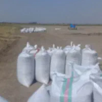 برنج فجرسوزنی ۹۰ روزه