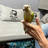 گرینچیک اهلی و سخنگو