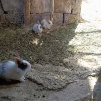 باسلام خدمت دوستان عزیز انواع خرگوش محلی موجود