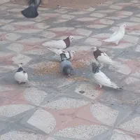 کبوتر
