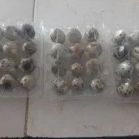 تخم بلدرچین