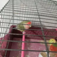 پرنده