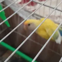 زرد صورت هلویی و زرد رنگ خاص