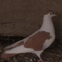 کفتر