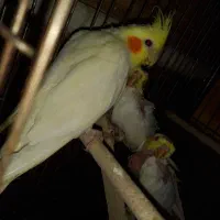 جفت عروس دستی با سه جوجه