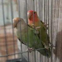 پرنده