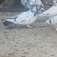 کبوتر پرشی سولدوز