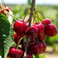 فروش نهال البالو گوشواره ای گلدانی