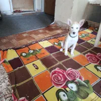 سگ گمشده