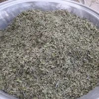 آویشن کوهی