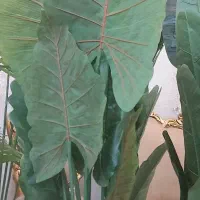 درختچه کنارسالنی به قیمت عمده با ارتفاع ۲مترو۲۰