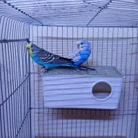 پروانه ای مرغ عشق