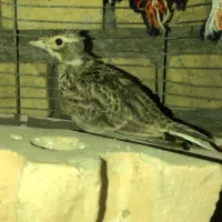 سهره قناری خاکی