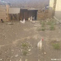 تخم مرغ محلی