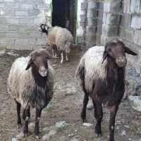 دوراس قوچ جوان درجه یک