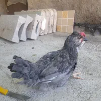 گلین ۲ونیم ماهه