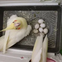 عروس هلندی جفت مولد تخم گذار دوساله