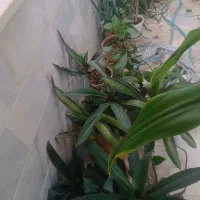 فروش گل و گیاه