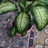 گل زیبا دیفن