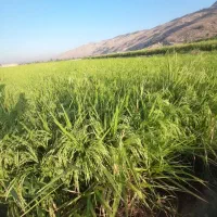 فروش شالی و برنج فجر شمیم هاشمی گوهر و ذیغمی