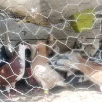 کبوتر رنگه