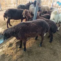 بره نر|حیوانات مزرعه|بهنمیر, |دیوار