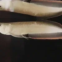 ماهی آروانا سیلور و کوی
