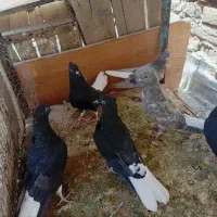 کبوترهفت رنگ دم سفید زاغ دم سفید