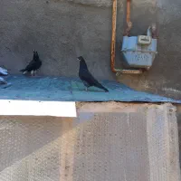 کبوتر