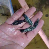 فروش عمده دم شمشیری کیفیت عالی