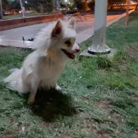 سگ پامر