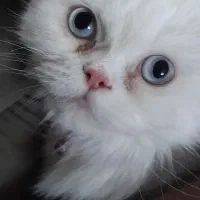 واگذاری گربه ماده