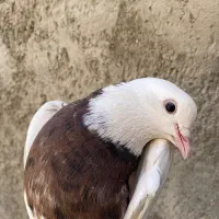 طوقی سرور نر مهر مهر