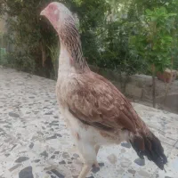مرغ با جوجه