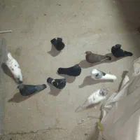 کبوتربوشهری