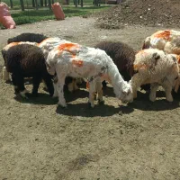 چند راس بره (تقلی ) ماده