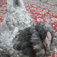 مرغ گلین لری طوسی