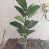 گل و گیاه فیکوس سبز و بلک