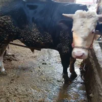 گوساله سیمینتال نر با گوساله ماده کردی چاق درجه یک