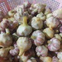 گل سیر و سیر ترشی درشت