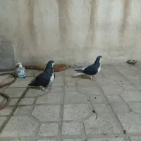 کفتر شهری . طوقی