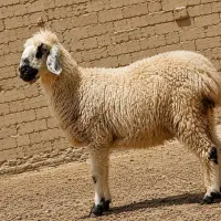 گوسفند.ابست دوقلوزا