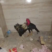 خروس گلین لری