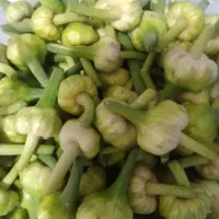 فروش گل سیر