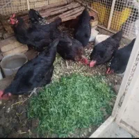 مرغ نژاد دار بلک استار چاق و جوان تخم گذار