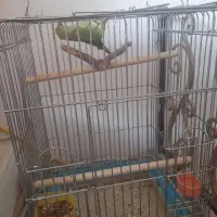 طوطی ملنگو ماده ۶ ماهه