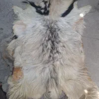 پوست