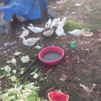 اوردک روسی سفید سنگین وزن