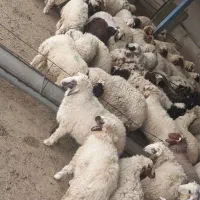 بره نر عربی ویژه محرم کیلوی ۷۰۰هزار .انتخاب با شما