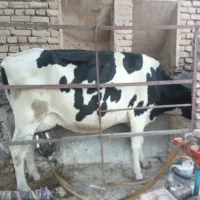 گاو|حیوانات مزرعه|تربت‌حیدریه, باغ سلطانی|دیوار